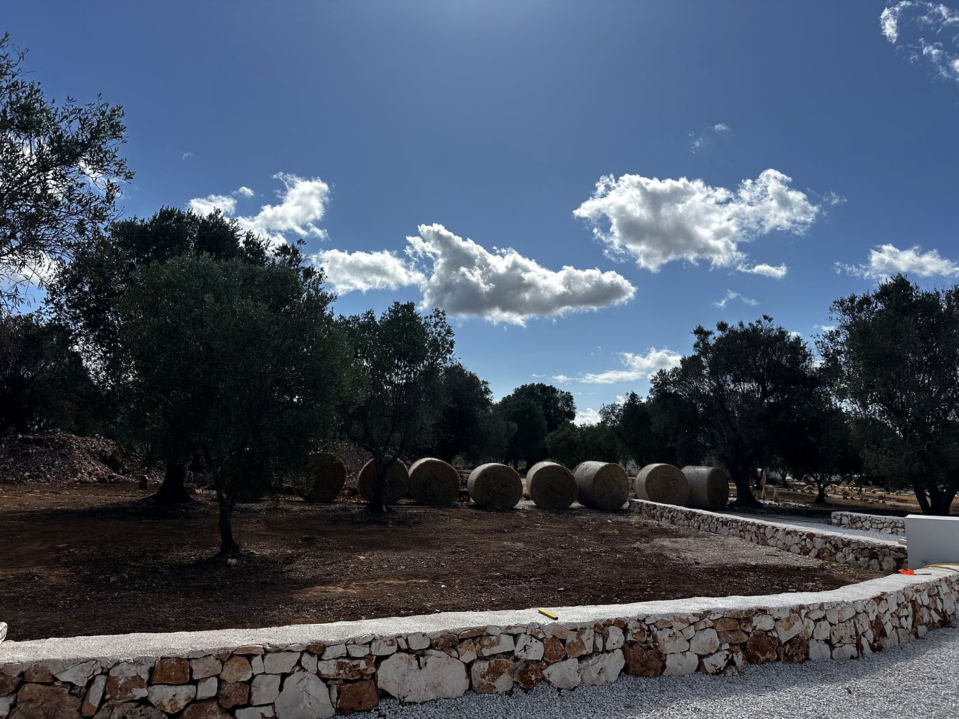 Olive Grove