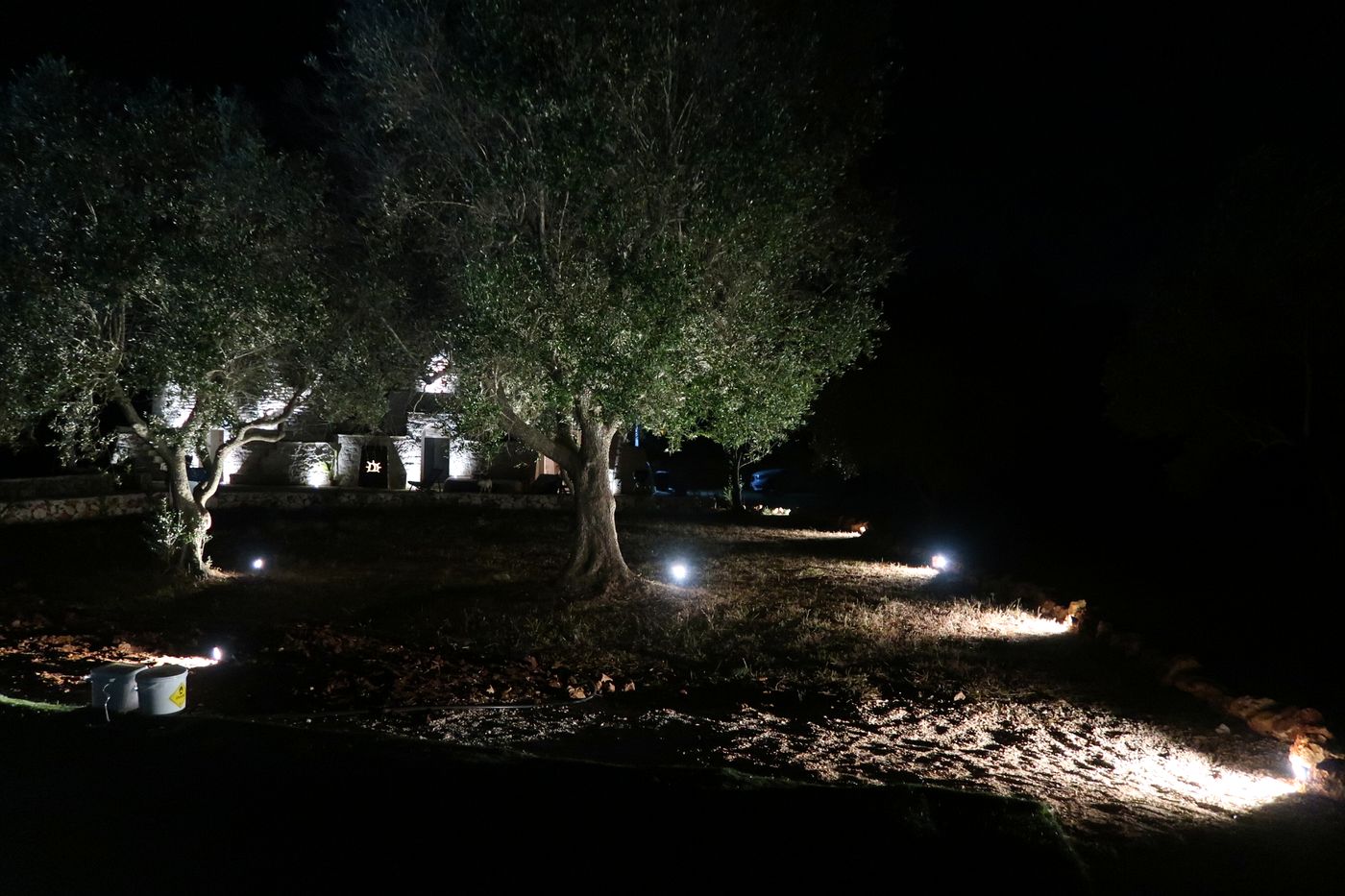 Olive Grove at Night